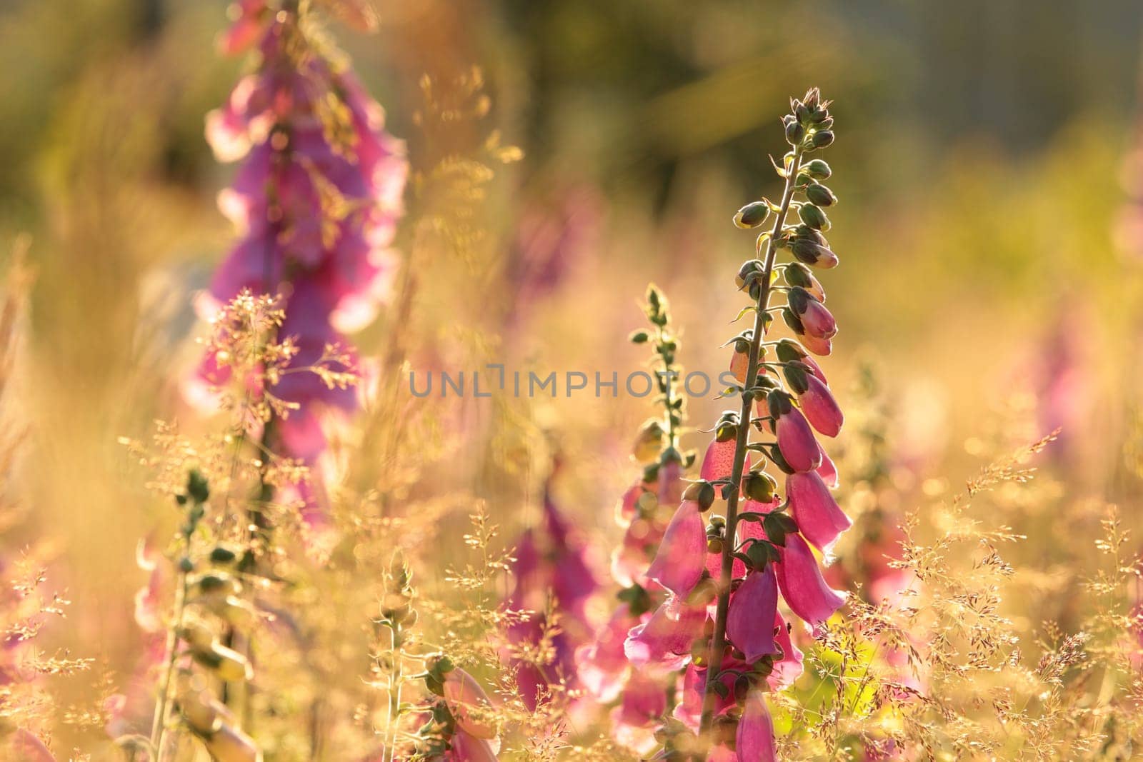 Purple foxglove - Digitalis purpurea during sunrise