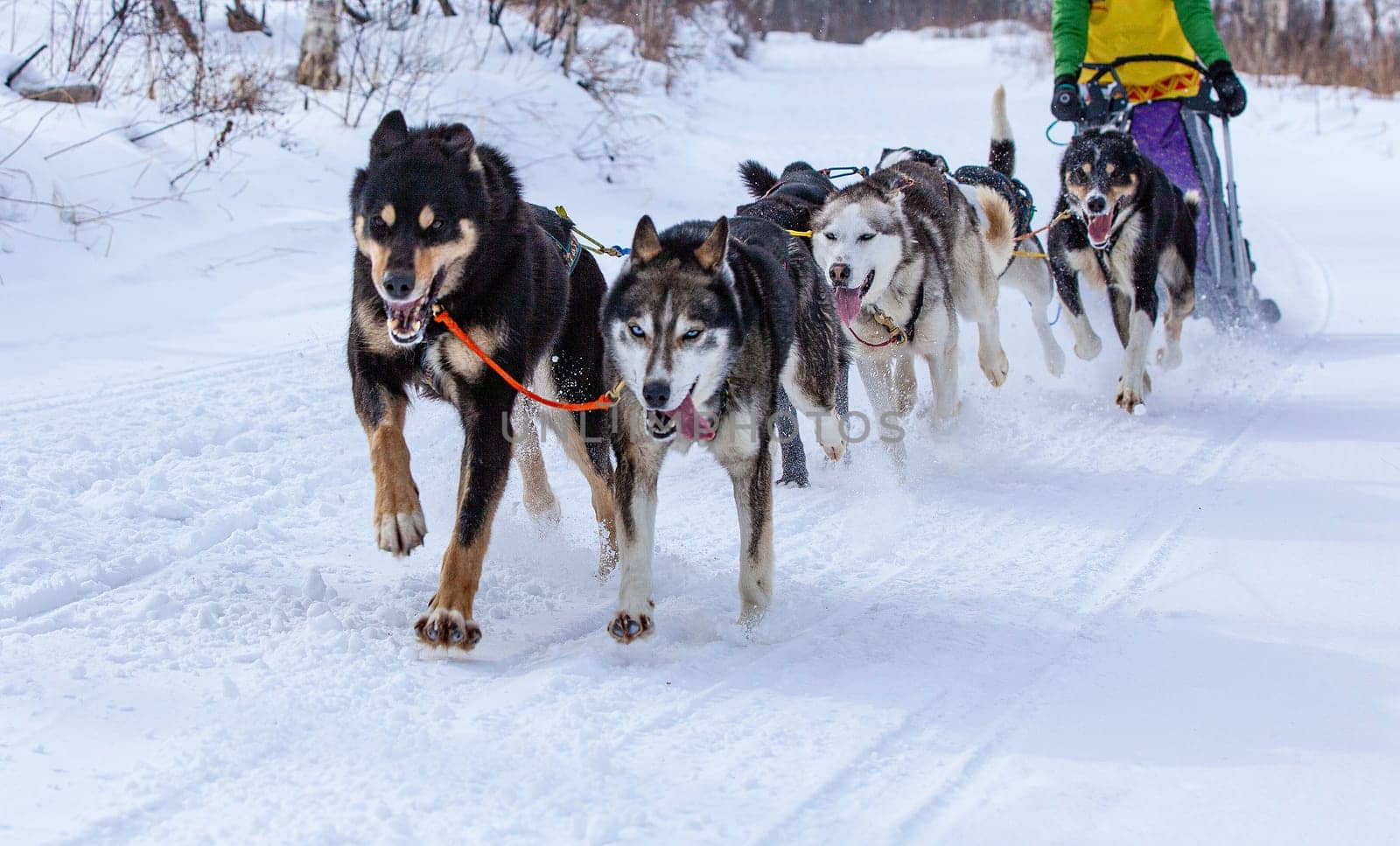 The musher hiding behind sleigh at sled dog race on snow in winter