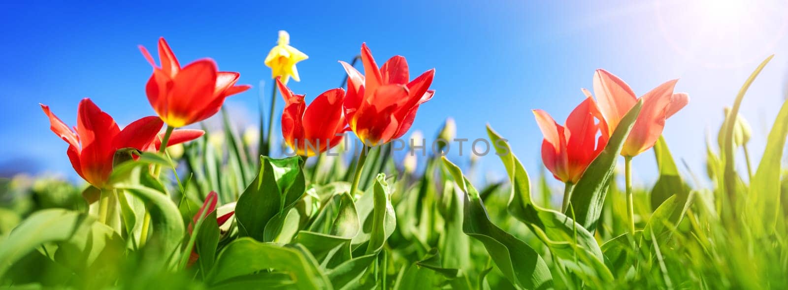 Red tulips and yellow jonquils in flowerbeds in the garden in spring. Beautiful flowers on sunny day on blue sky background
