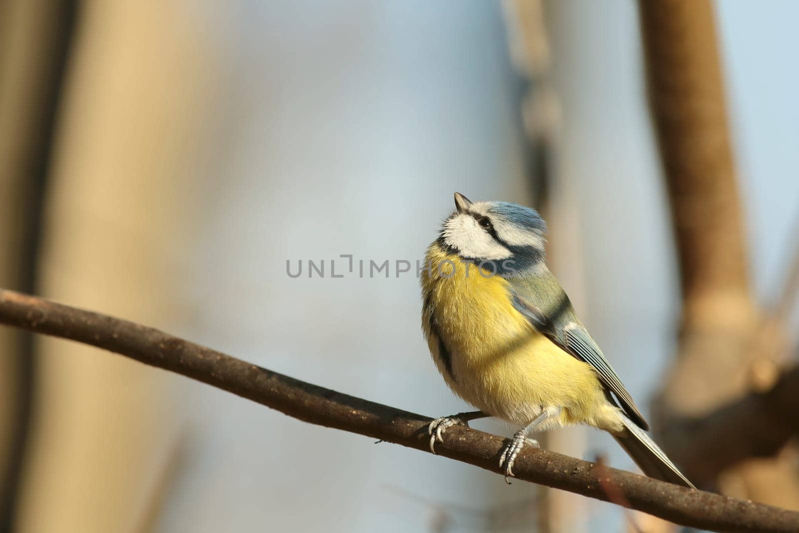 Blue tit - Parus caeruleus on a twig in the morning