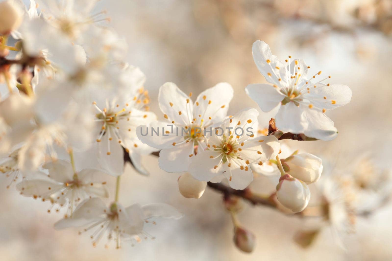 Spring flowers blooming on a tree at dawn