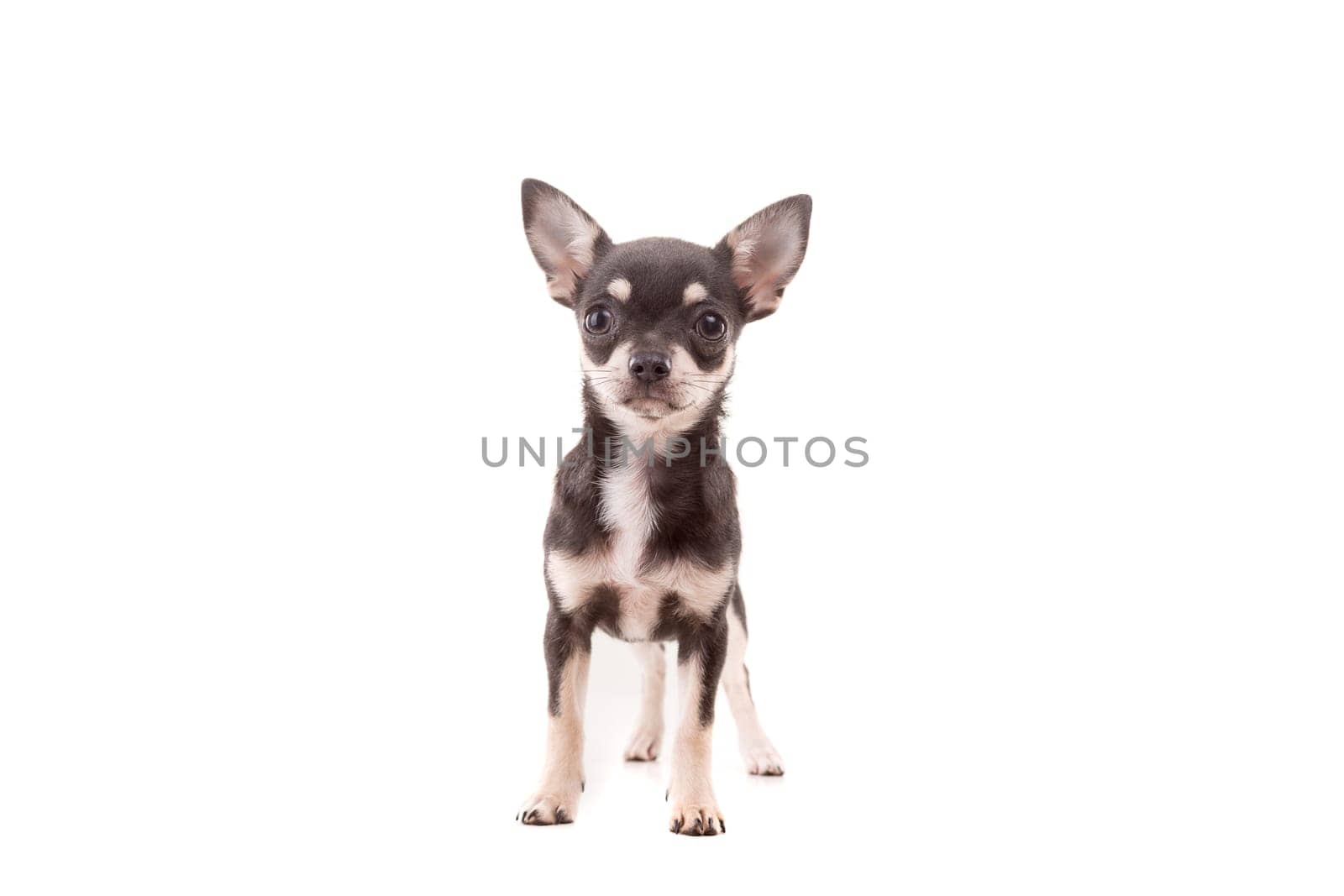 Studio shot of a Chihuahua puppy isolated over white background