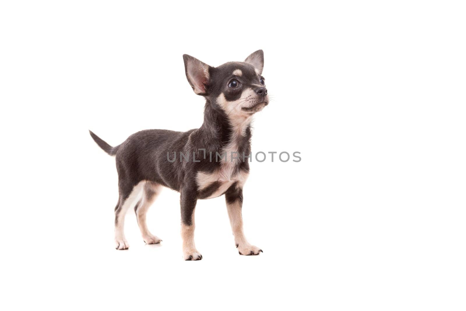 Studio shot of a Chihuahua puppy isolated over white background