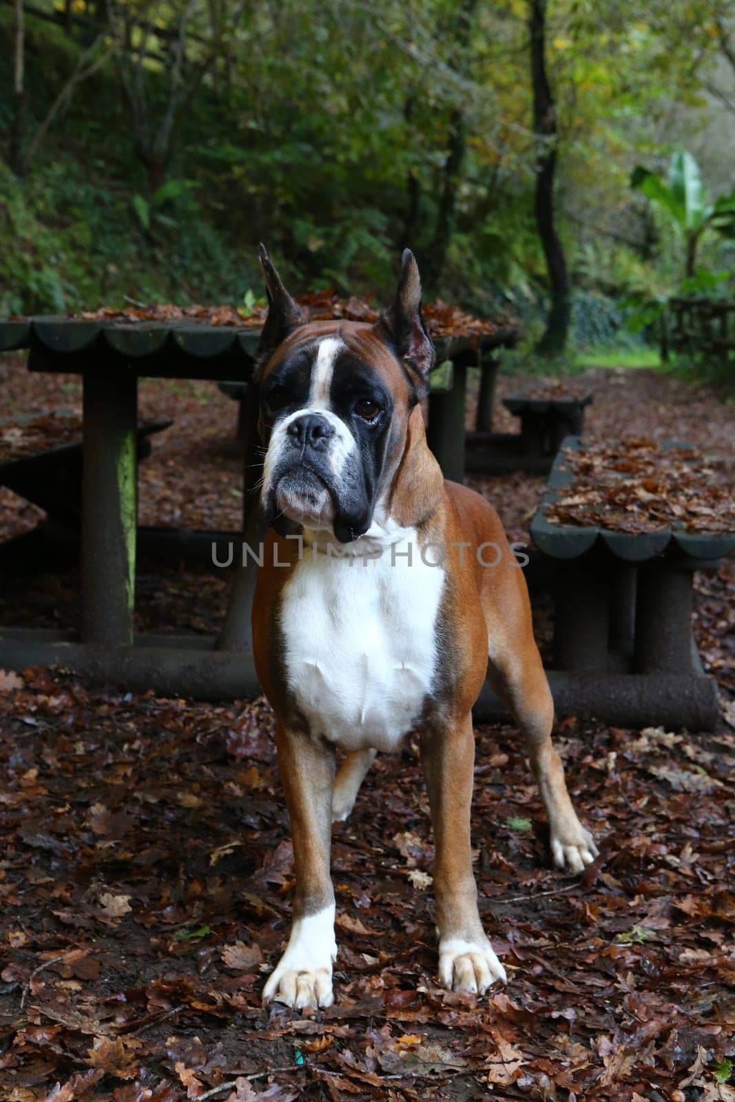 Awesome young boxer on a park in autumn
