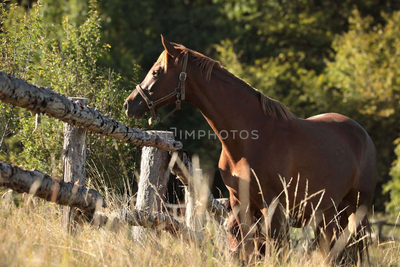 The mare looks at the other horses in the morning