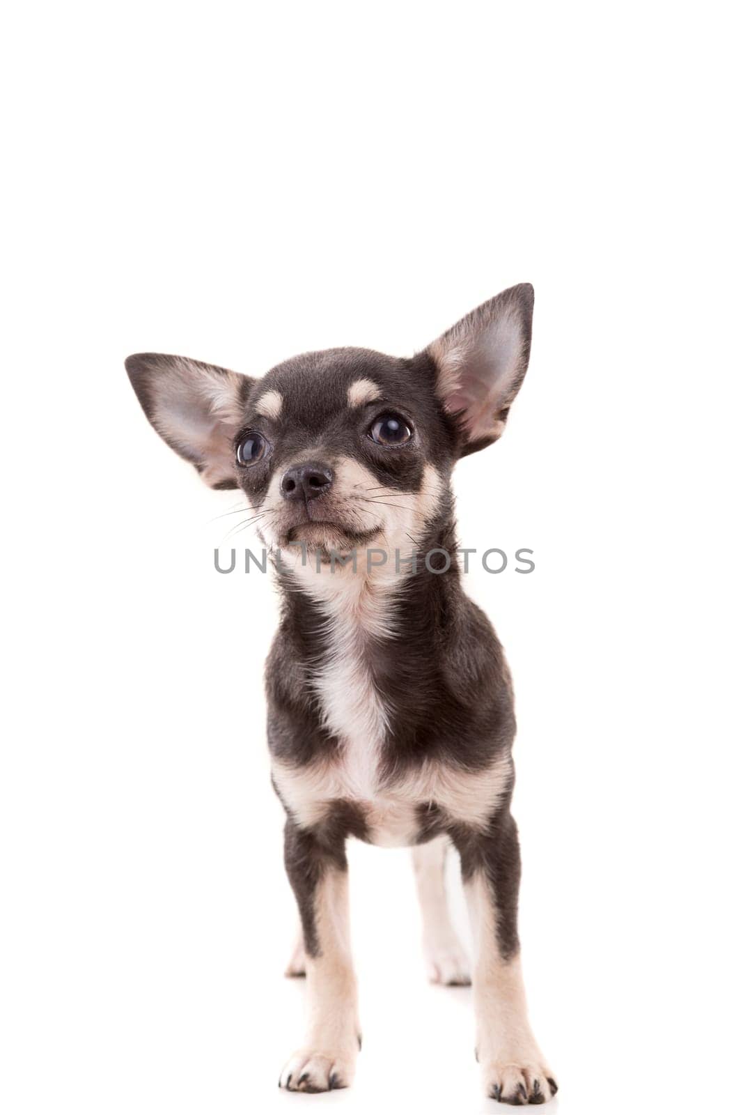 Studio shot of a Chihuahua puppy isolated over white background