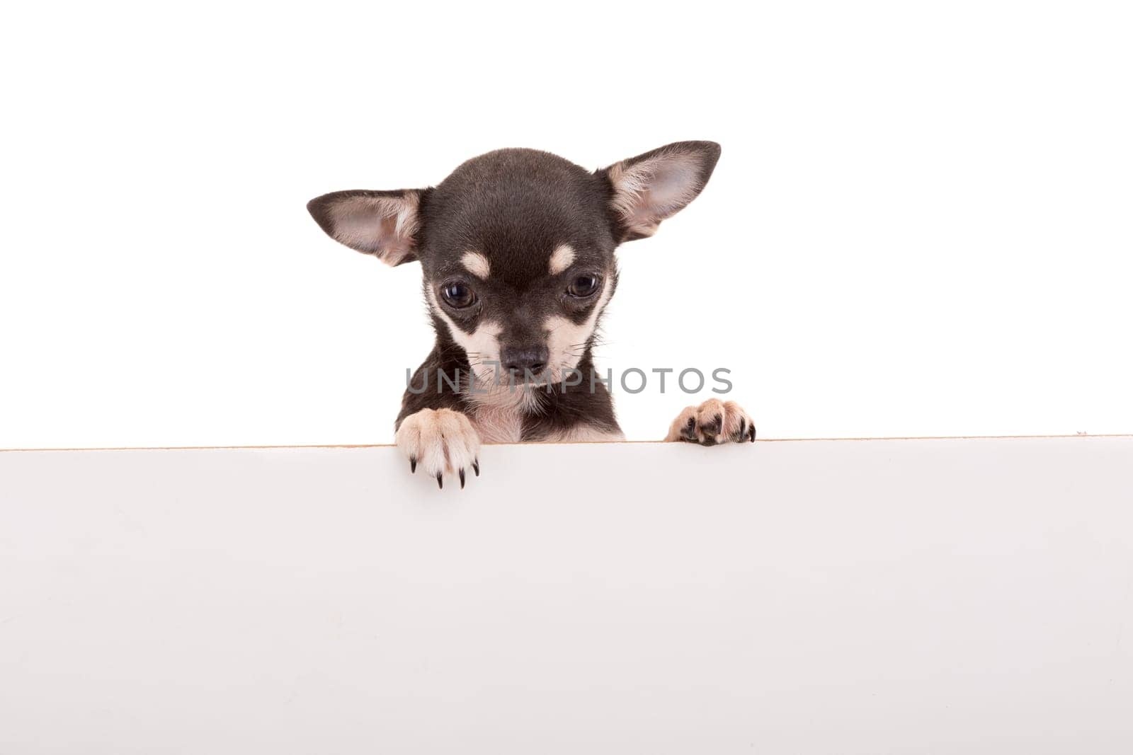 Chihuahua puppy above white banner. isolated