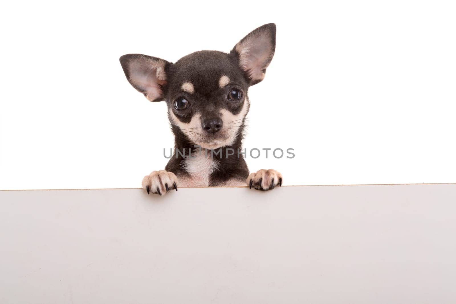 Chihuahua puppy above white banner. isolated