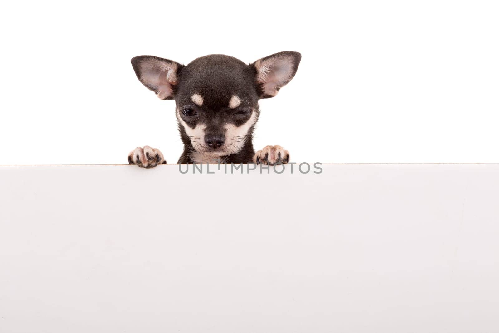 Chihuahua puppy above white banner. isolated