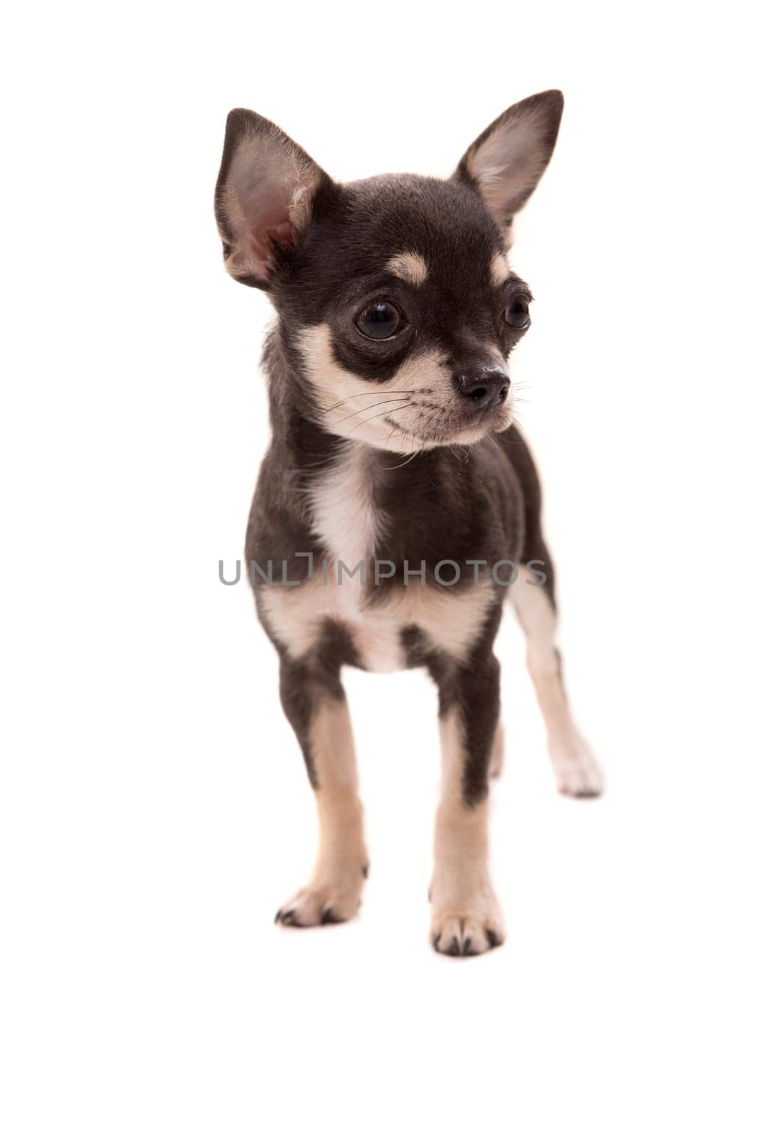 Studio shot of a Chihuahua puppy isolated over white background