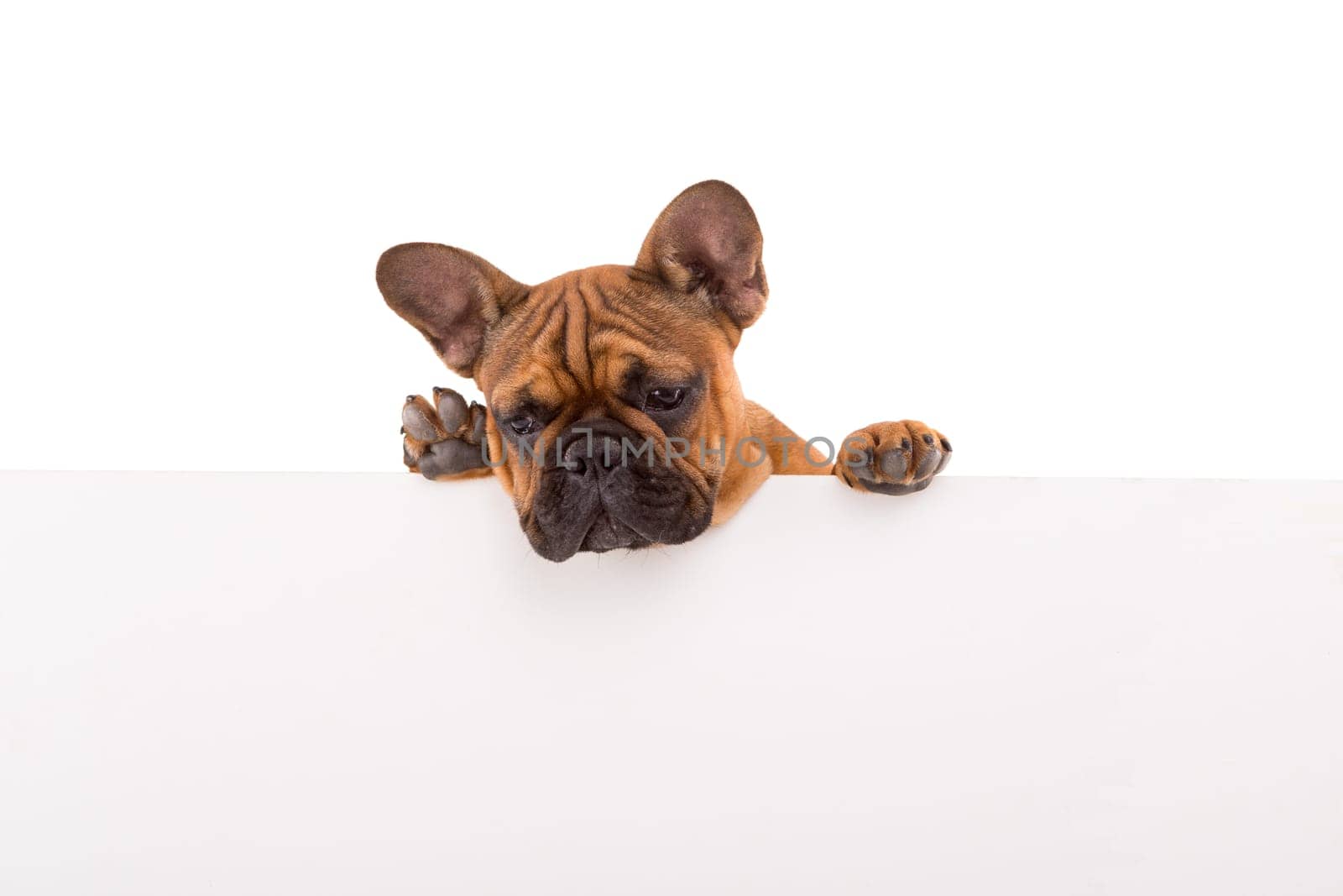 Funny French Bulldog puppy over a white banner, isolated