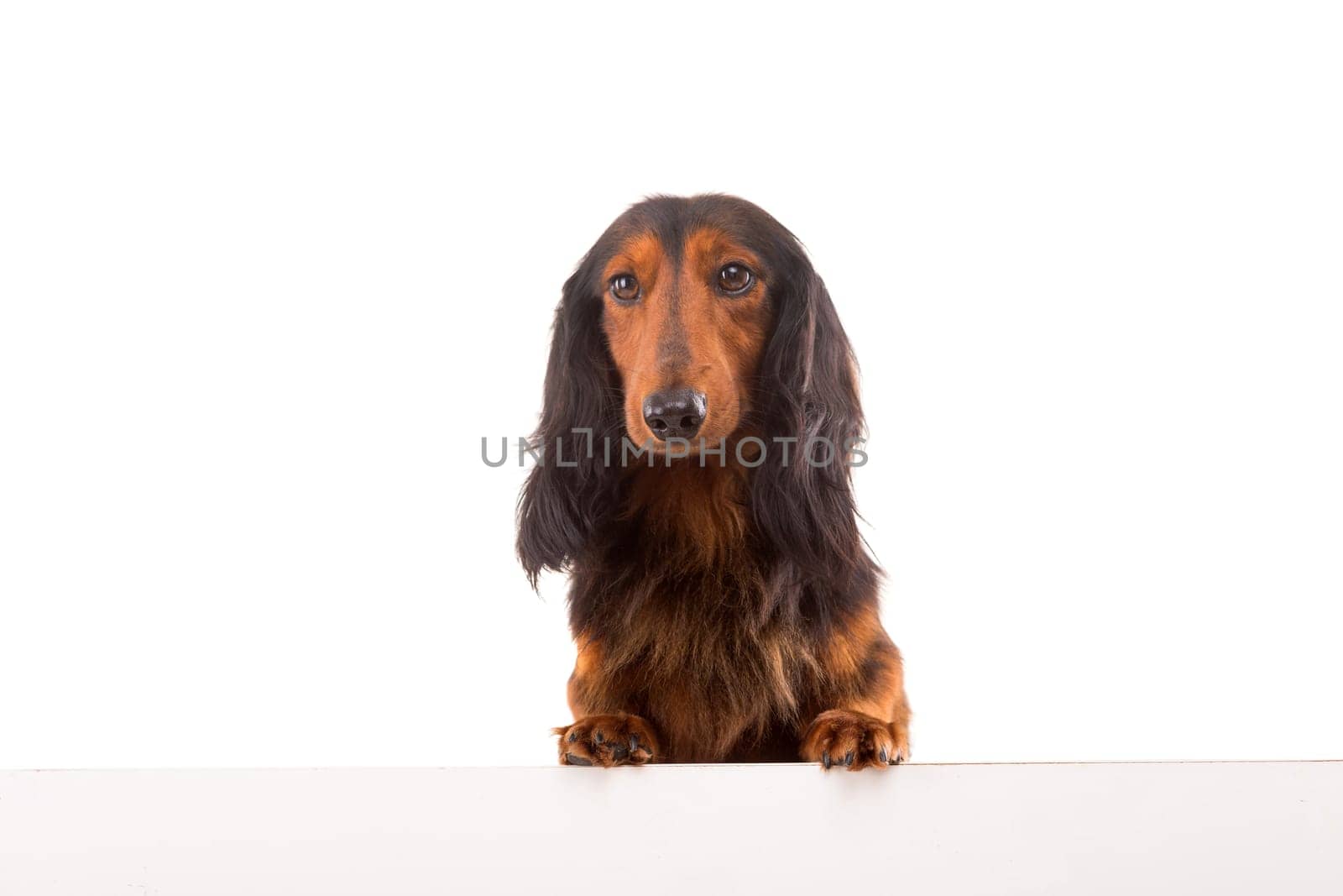 Funny Teckel Dachshund puppy over a white banner, isolated