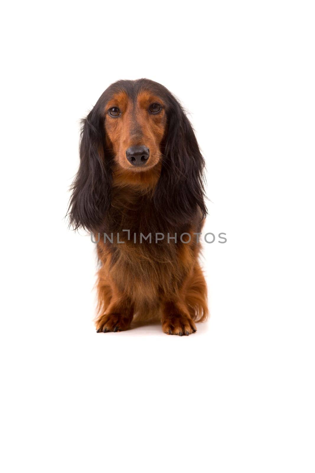 Studio shot of a beautiful long hair teckel (dachshund)
