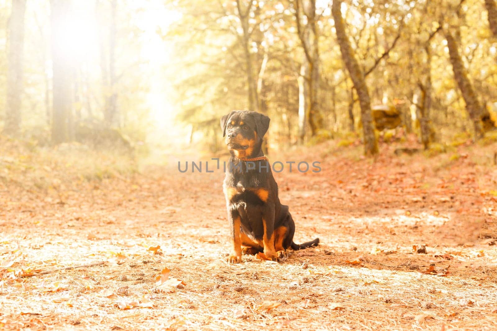 Beautiful rottweiler puppy walking at the park