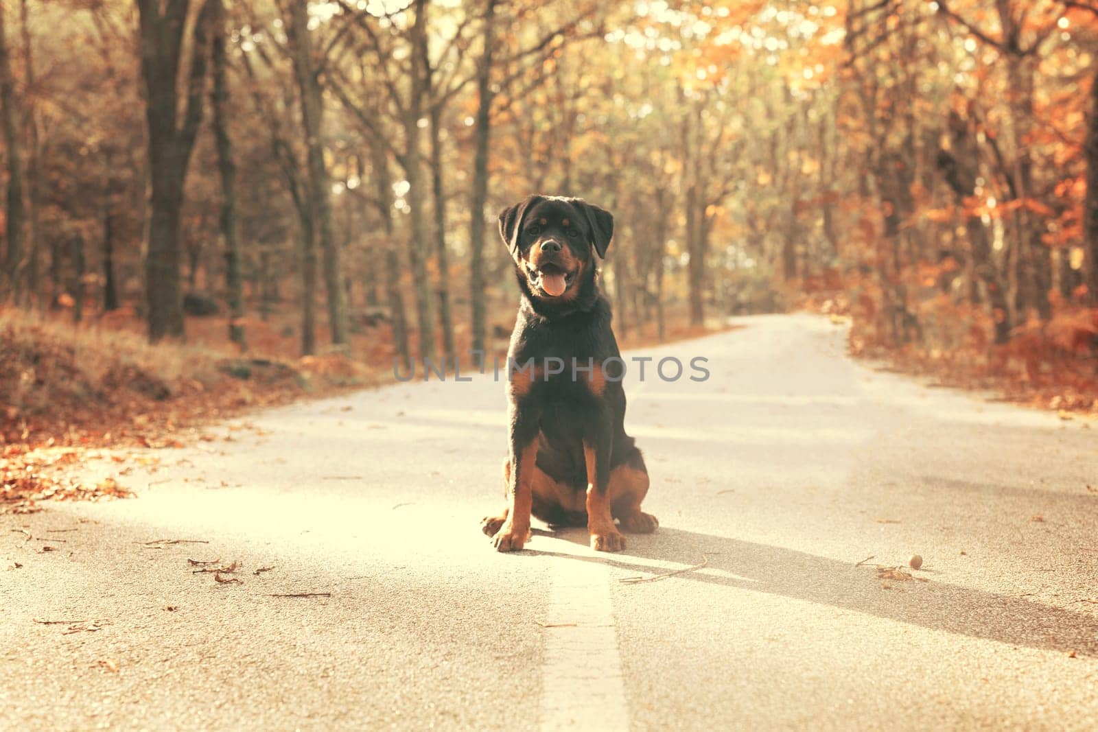 Beautiful rottweiler puppy walking at the park