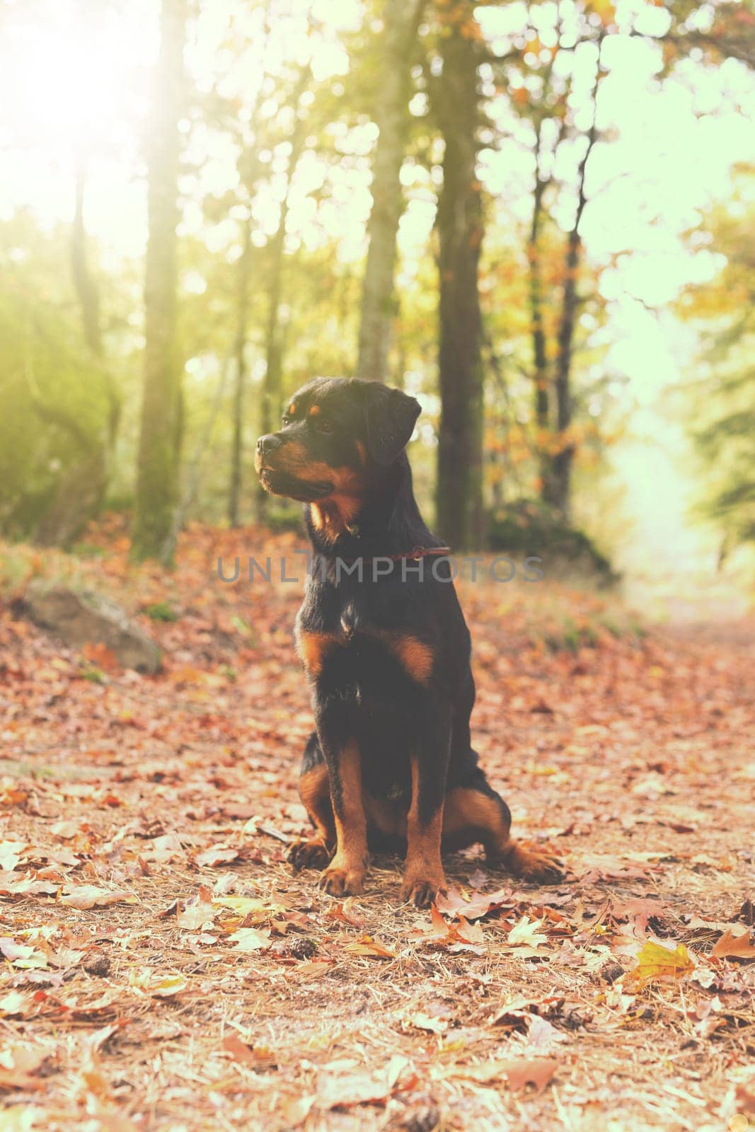 Beautiful rottweiler puppy walking at the park