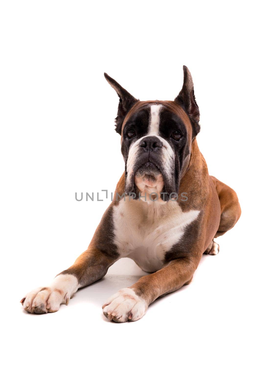 Awesome looking german boxer posing isolated in studio