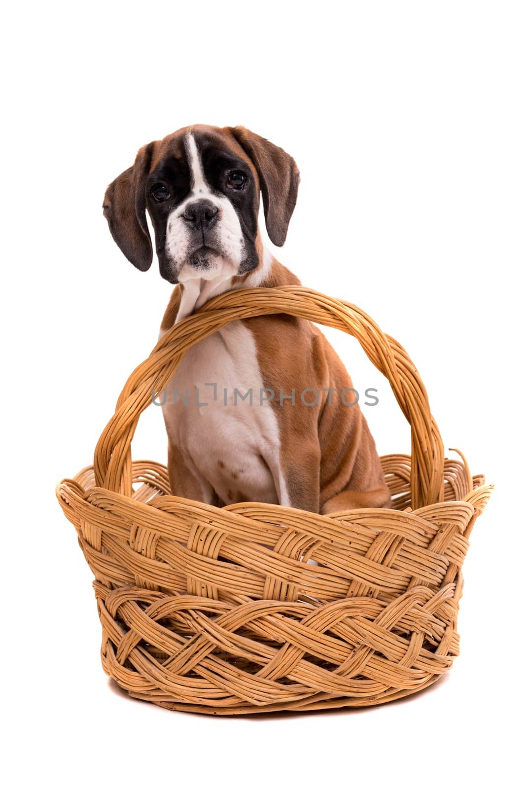 A young and beautiful boxer puppy, isolated over white background