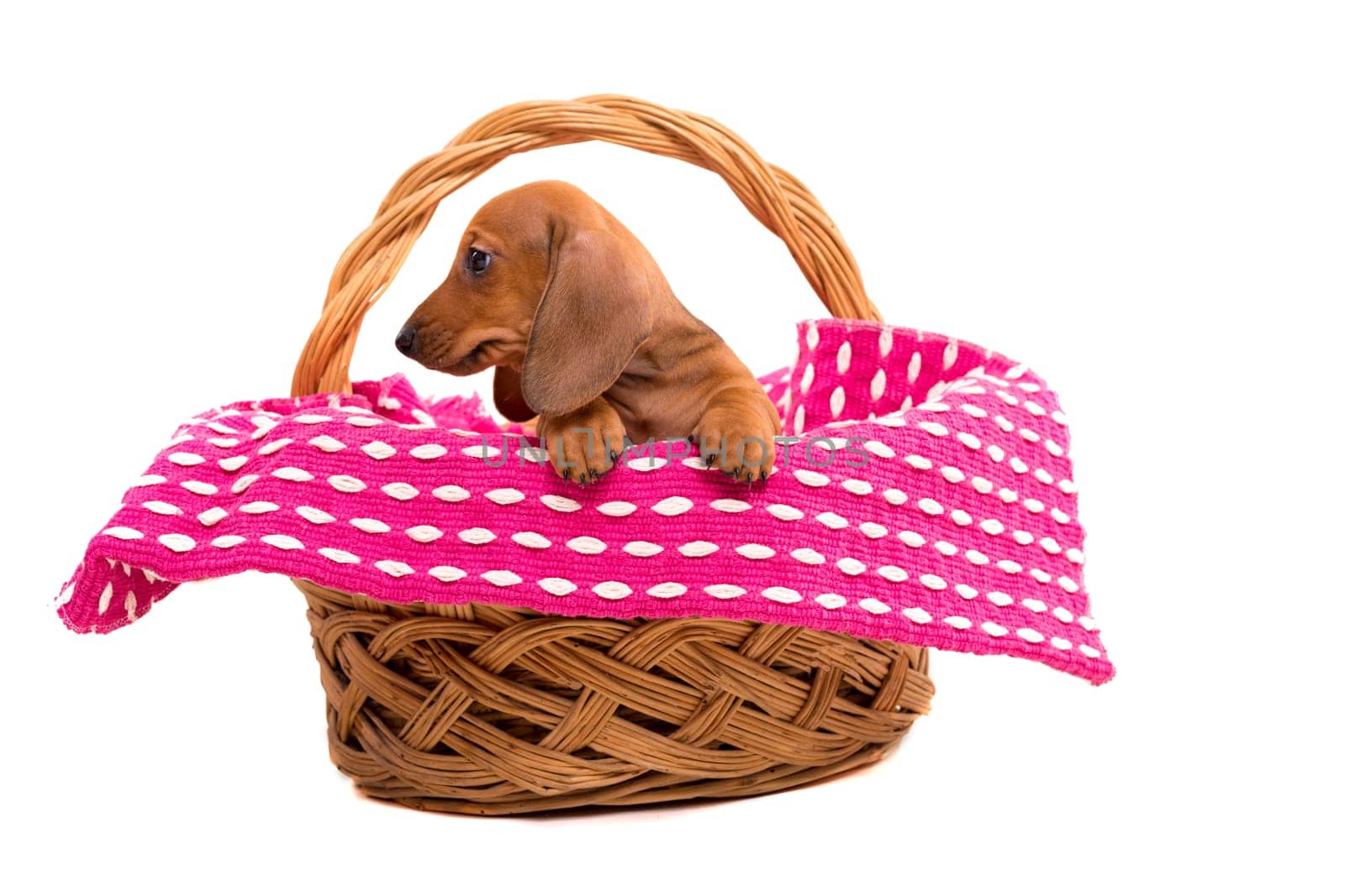 Studio shot of a beautiful teckel puppy, isolated over white background