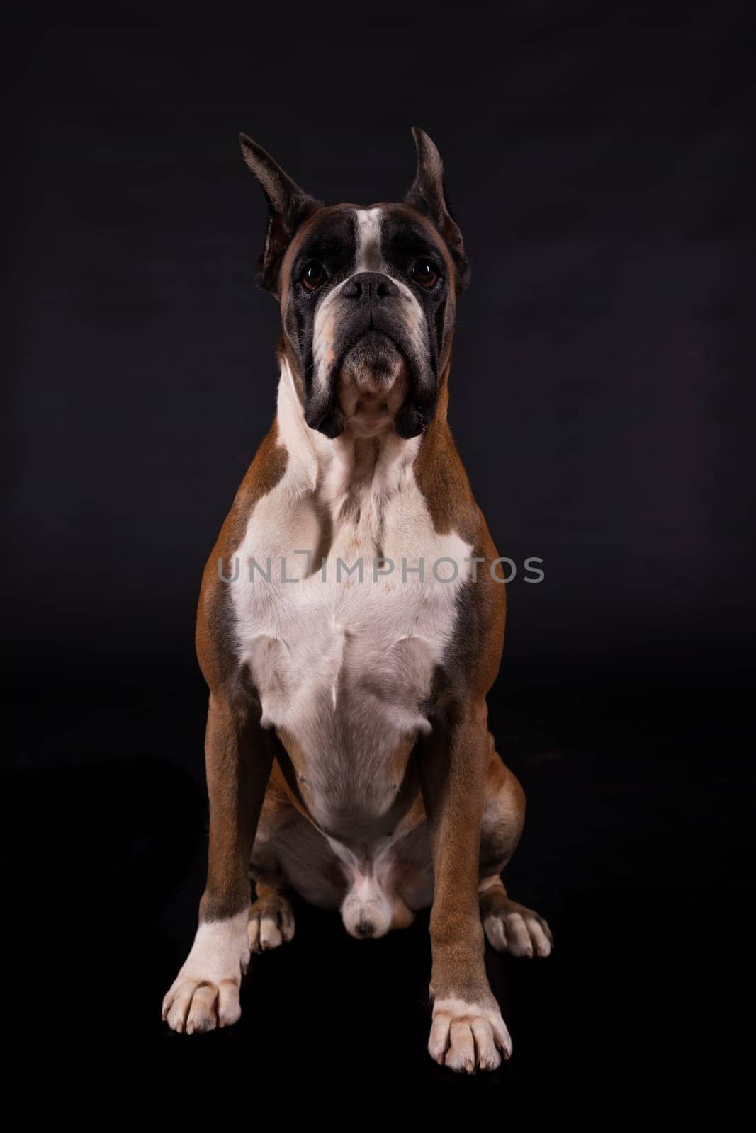 Awesome looking german boxer posing isolated in studio