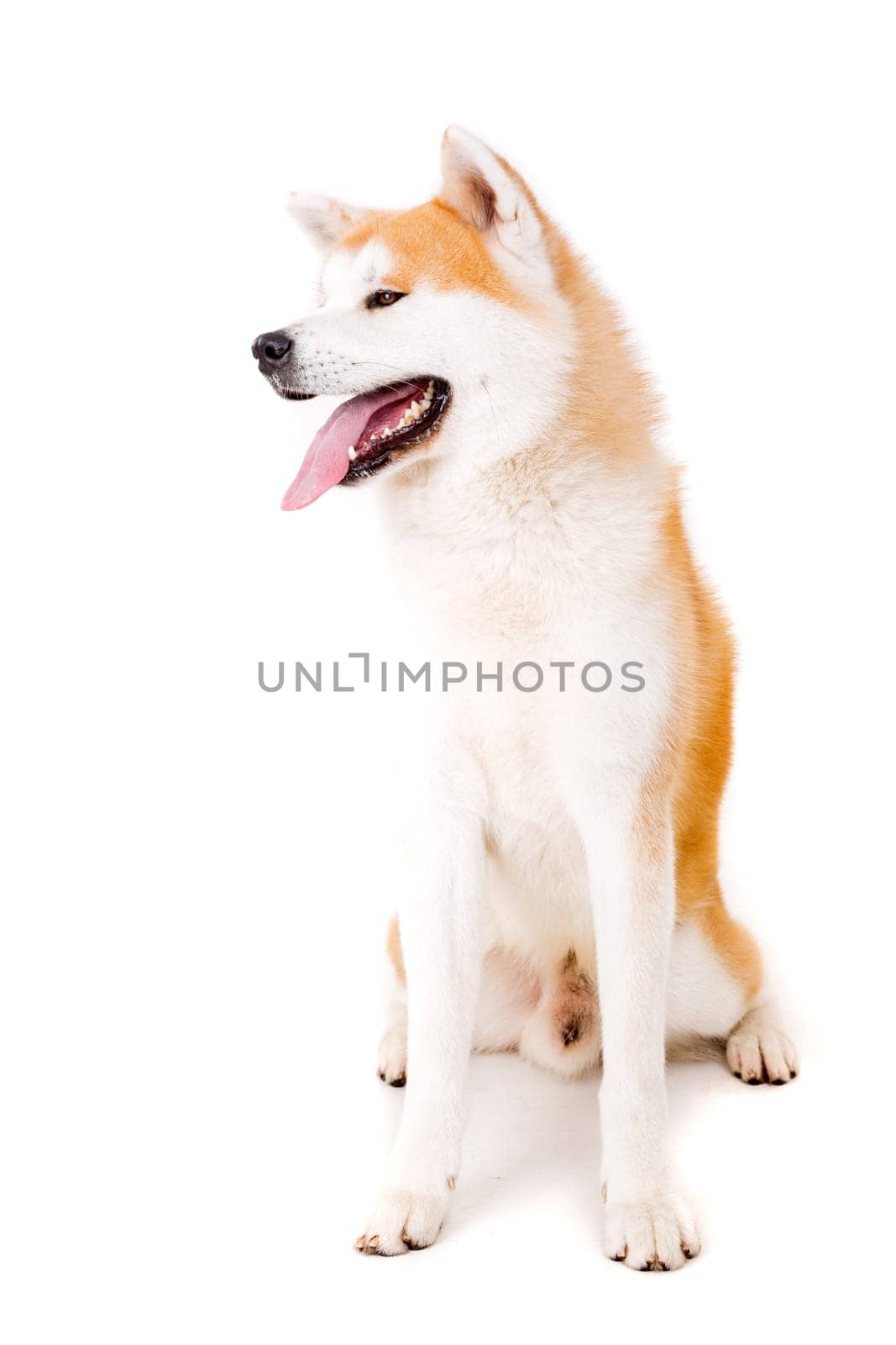 Beautiful Akita Inu dog posing in studio