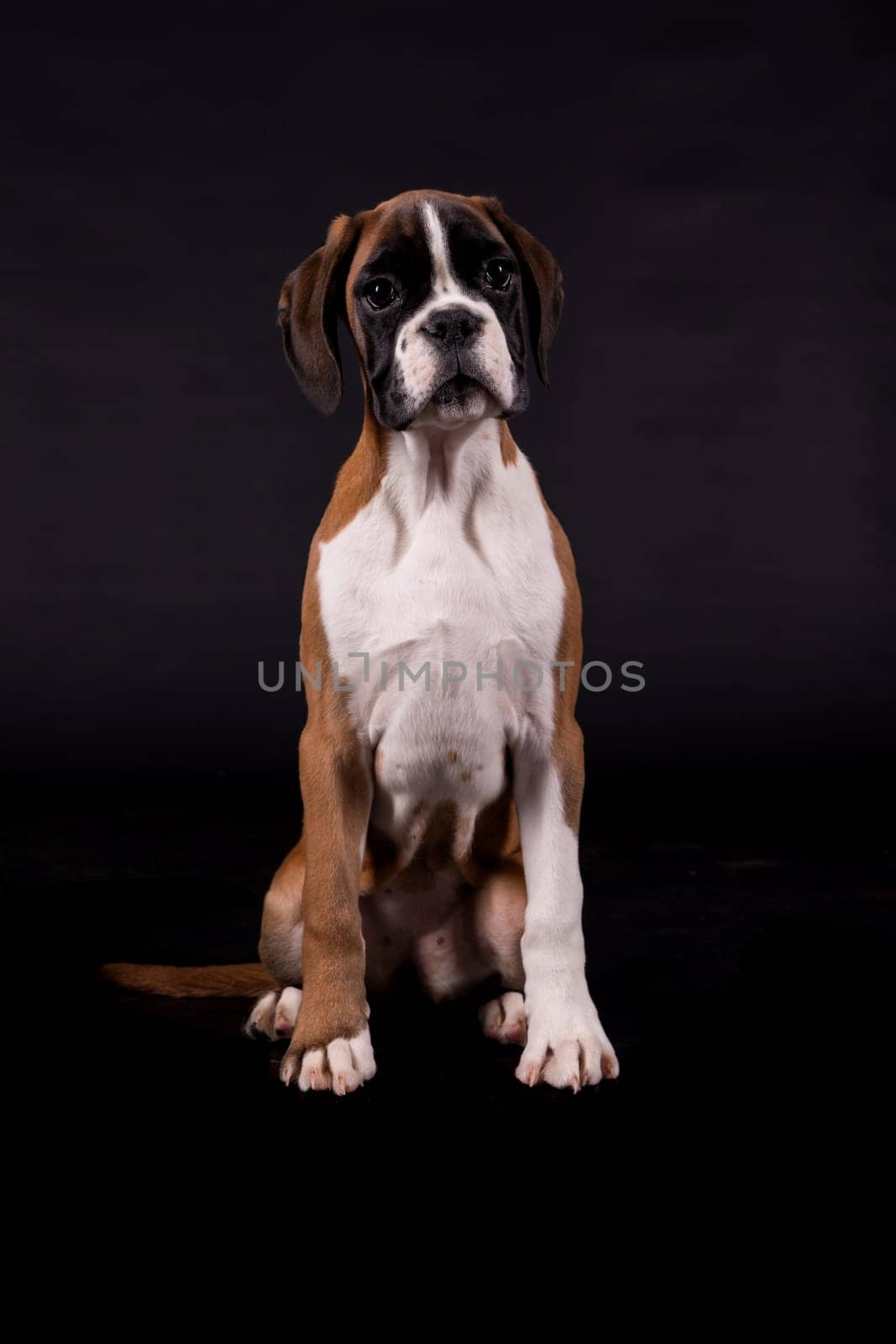 A young and beautiful boxer puppy, isolated over white background