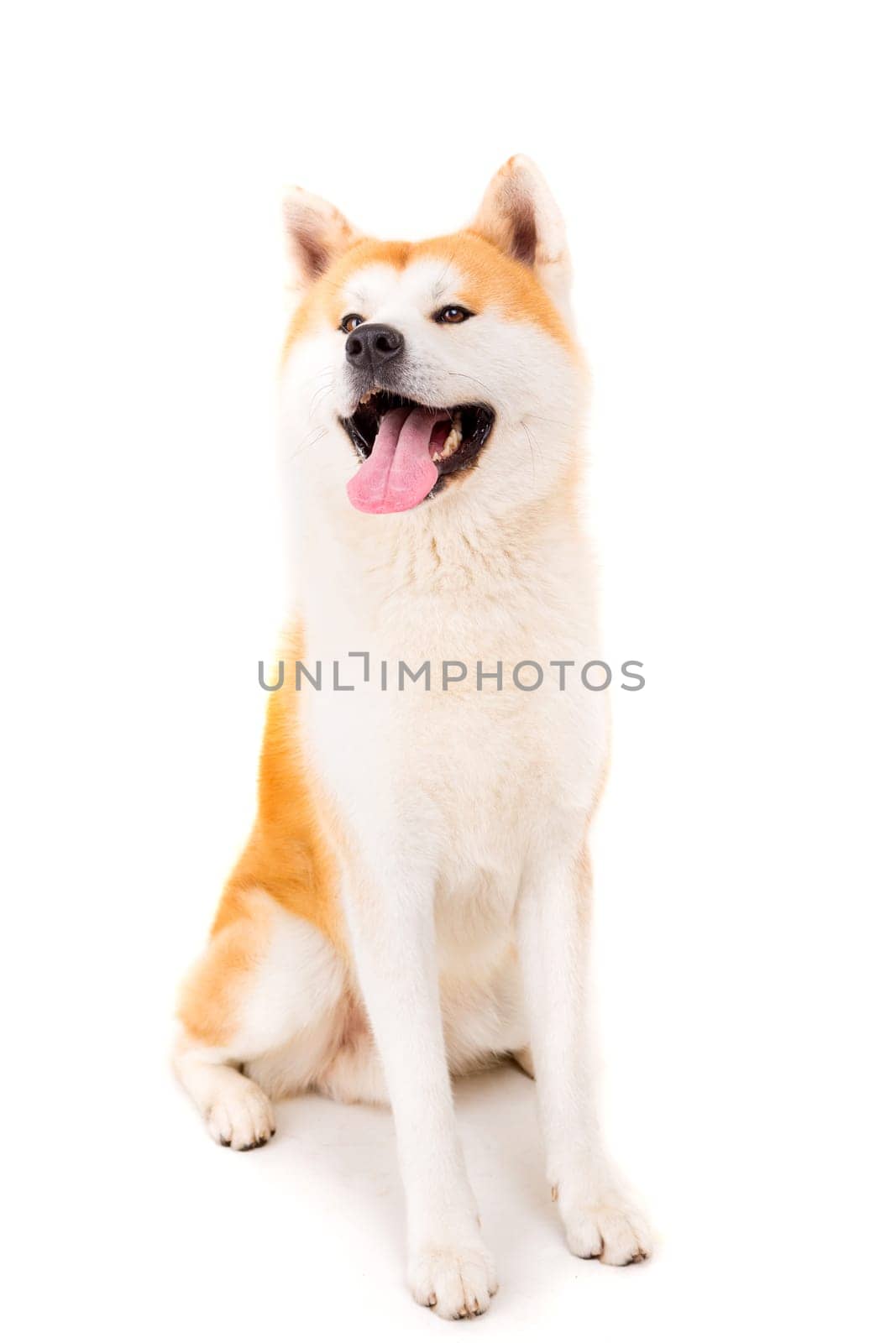 Beautiful Akita Inu dog posing in studio