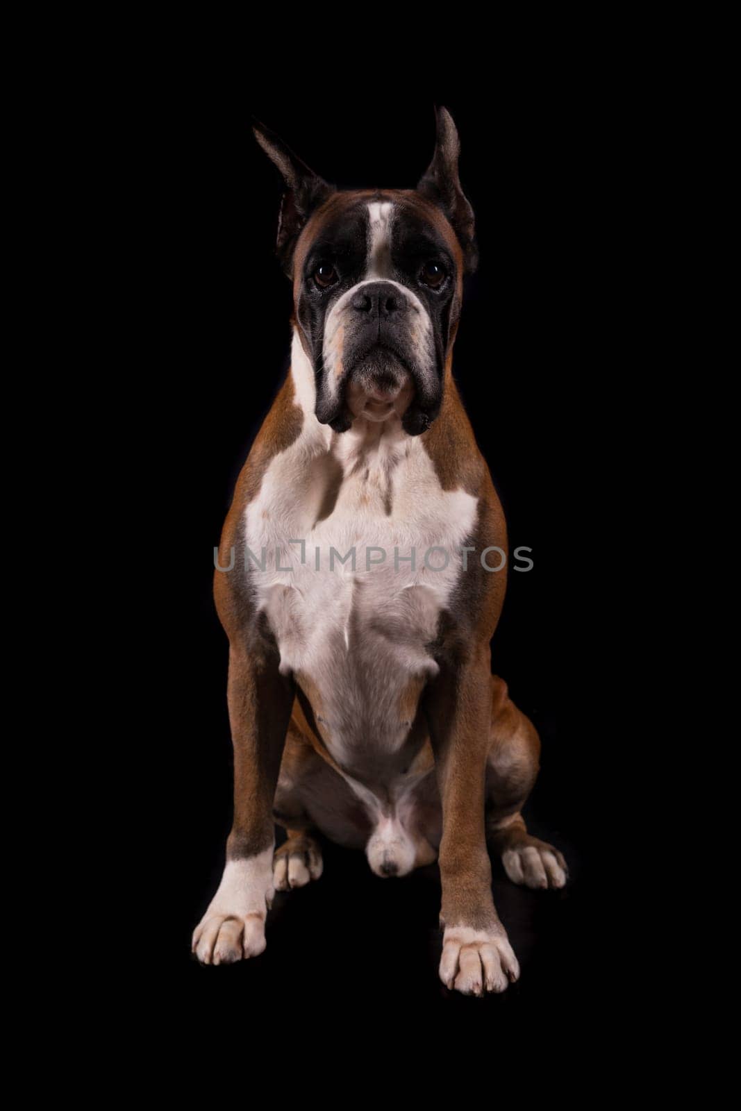 Awesome looking german boxer posing isolated in studio