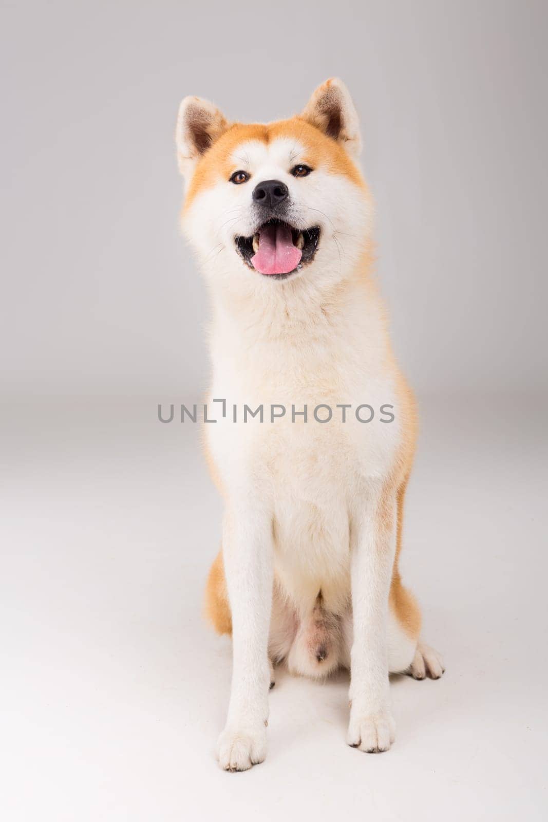 Beautiful Akita Inu dog posing in studio