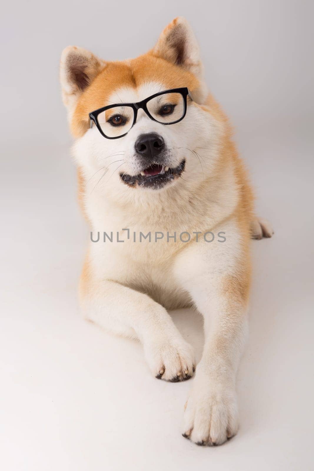 Beautiful Akita Inu dog posing in studio