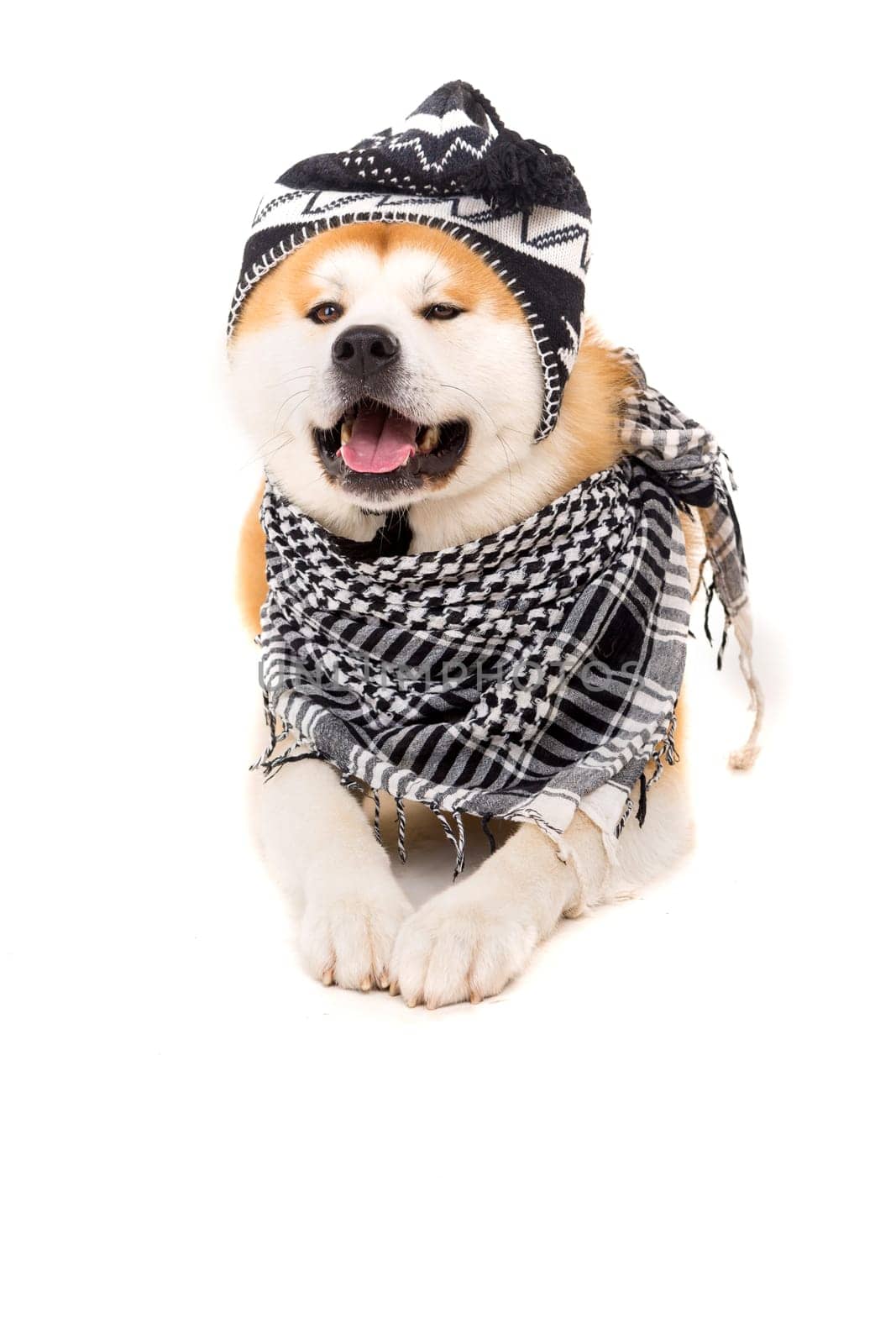 Beautiful Akita Inu dog posing in studio