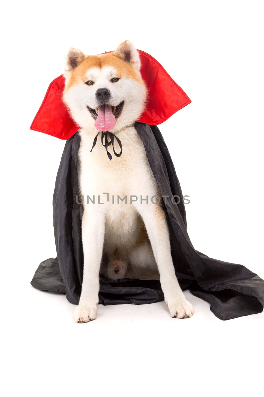 Beautiful Akita Inu dog dressed for Carnival or Halloween