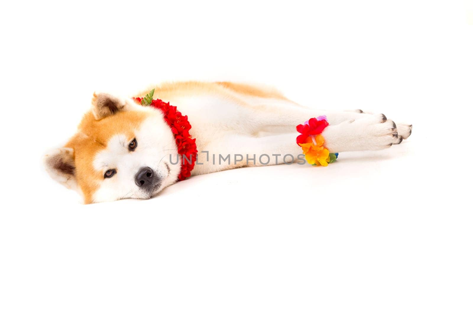 Beautiful Akita Inu dog ready for summer vacations