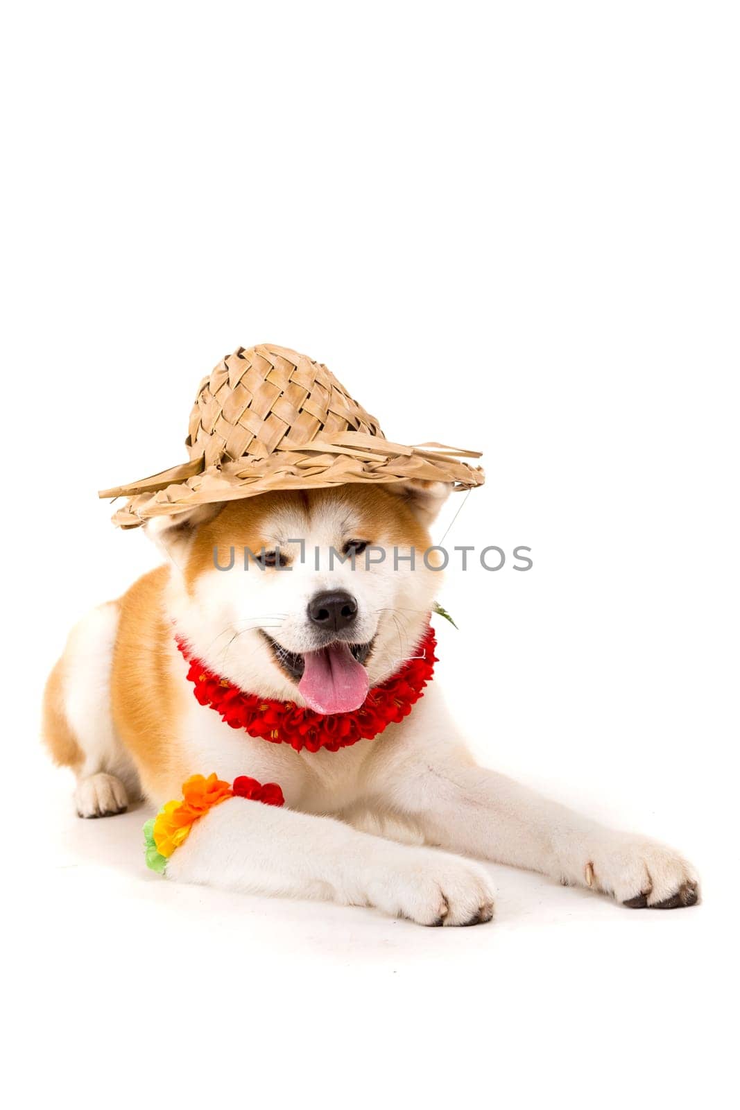 Beautiful Akita Inu dog ready for summer vacations