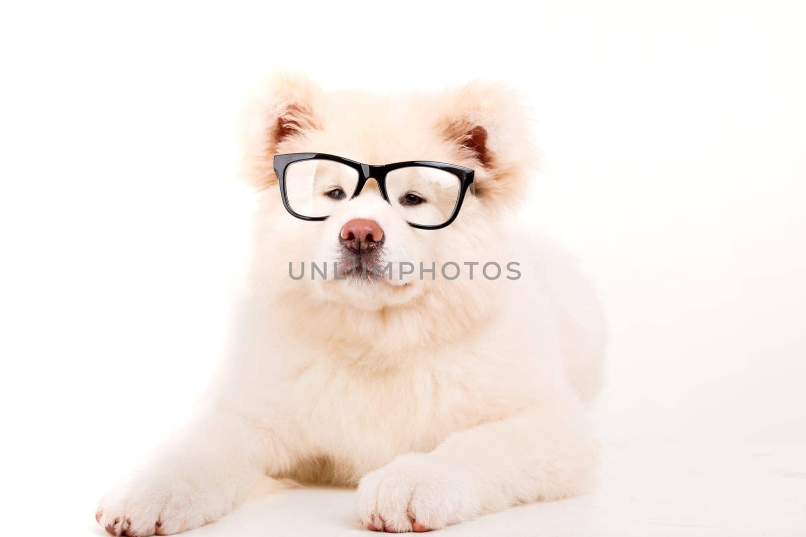 Beautiful Akita Inu dog posing in studio