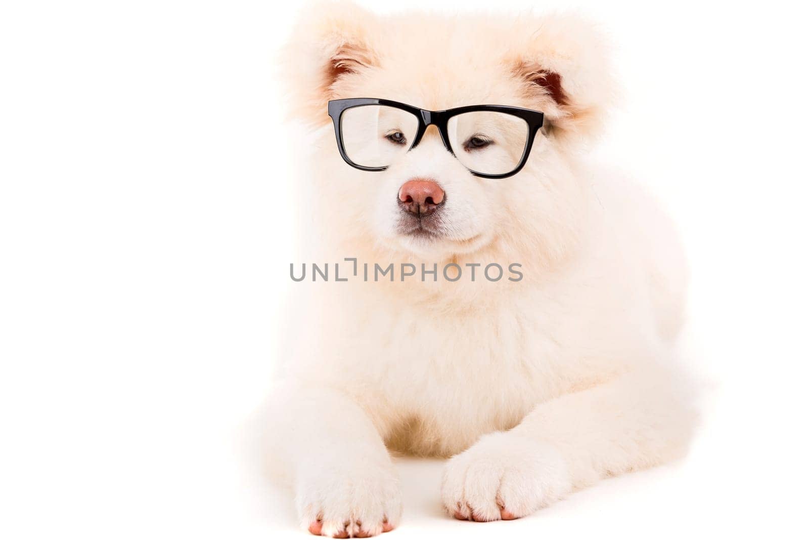 Beautiful Akita Inu dog posing in studio