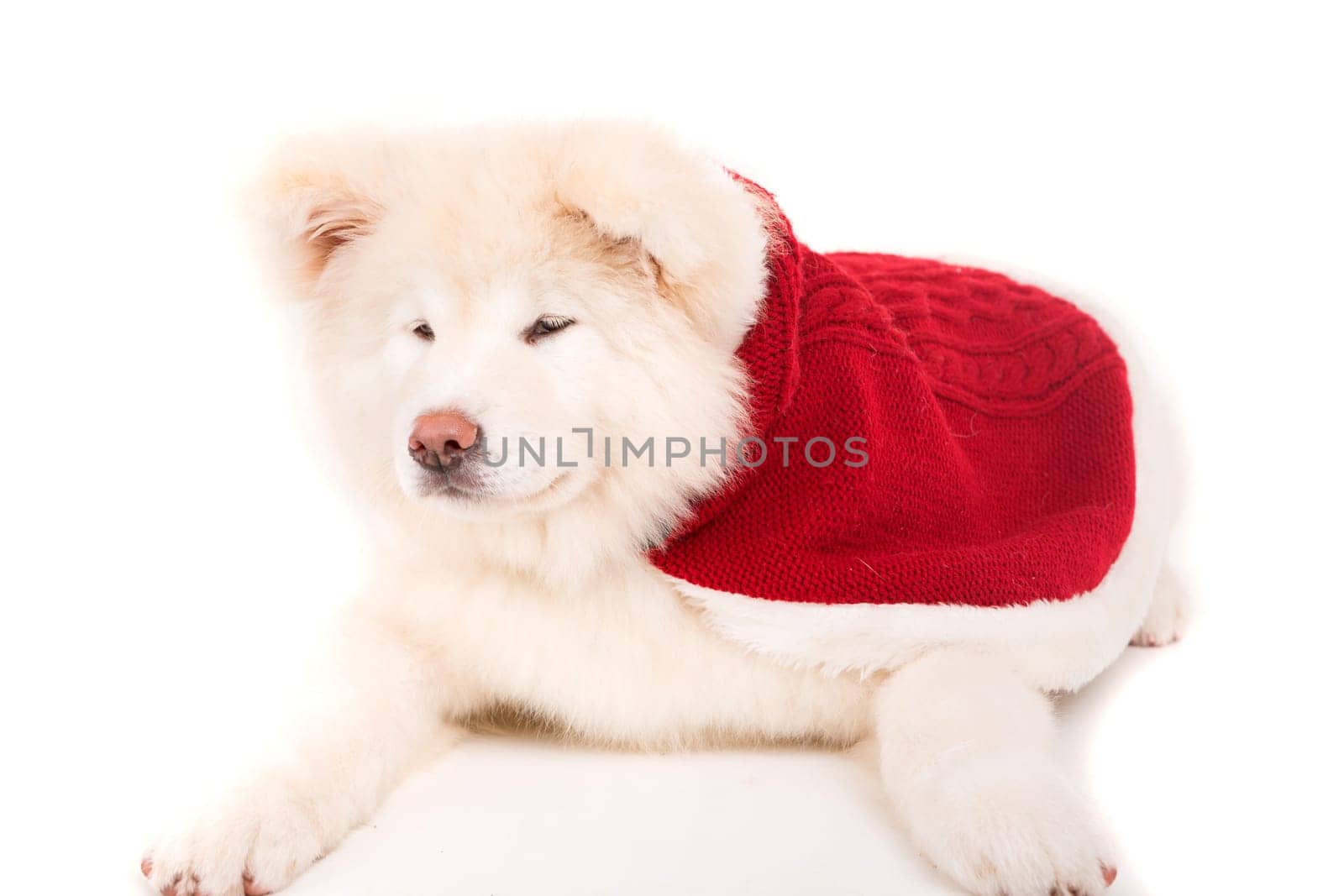 Akita Inu - Valentines Day concept