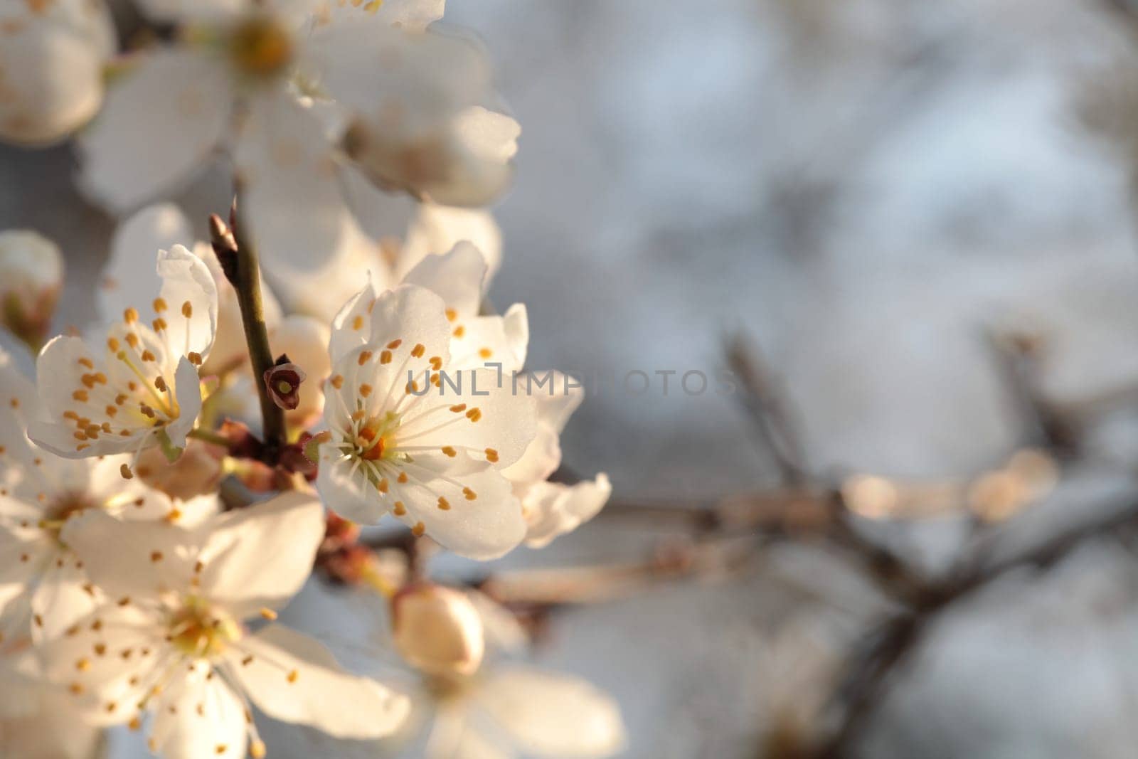 Spring flowers blooming on a tree at dawn