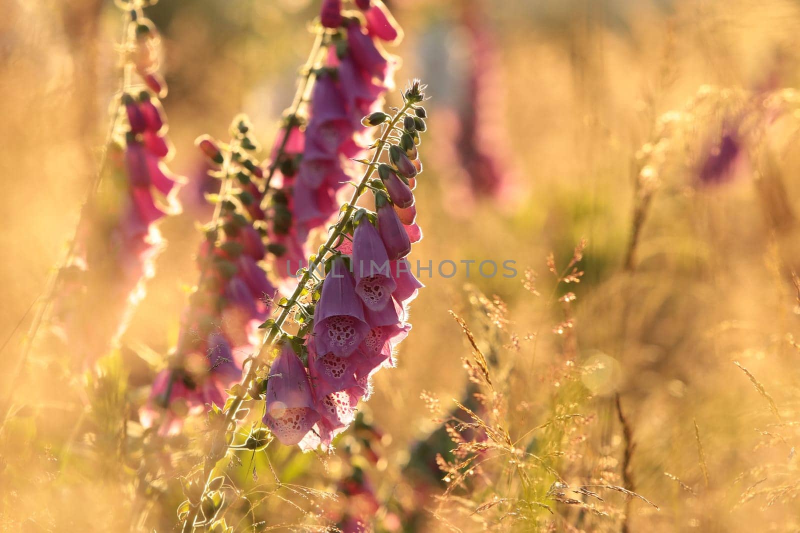 Purple foxglove - Digitalis purpurea during sunrise
