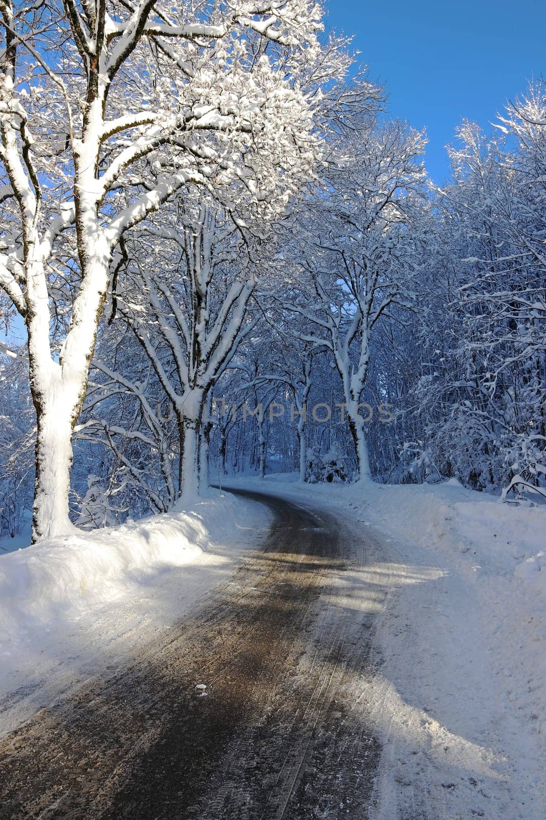 A snowy winter road with trees in Bavaria
