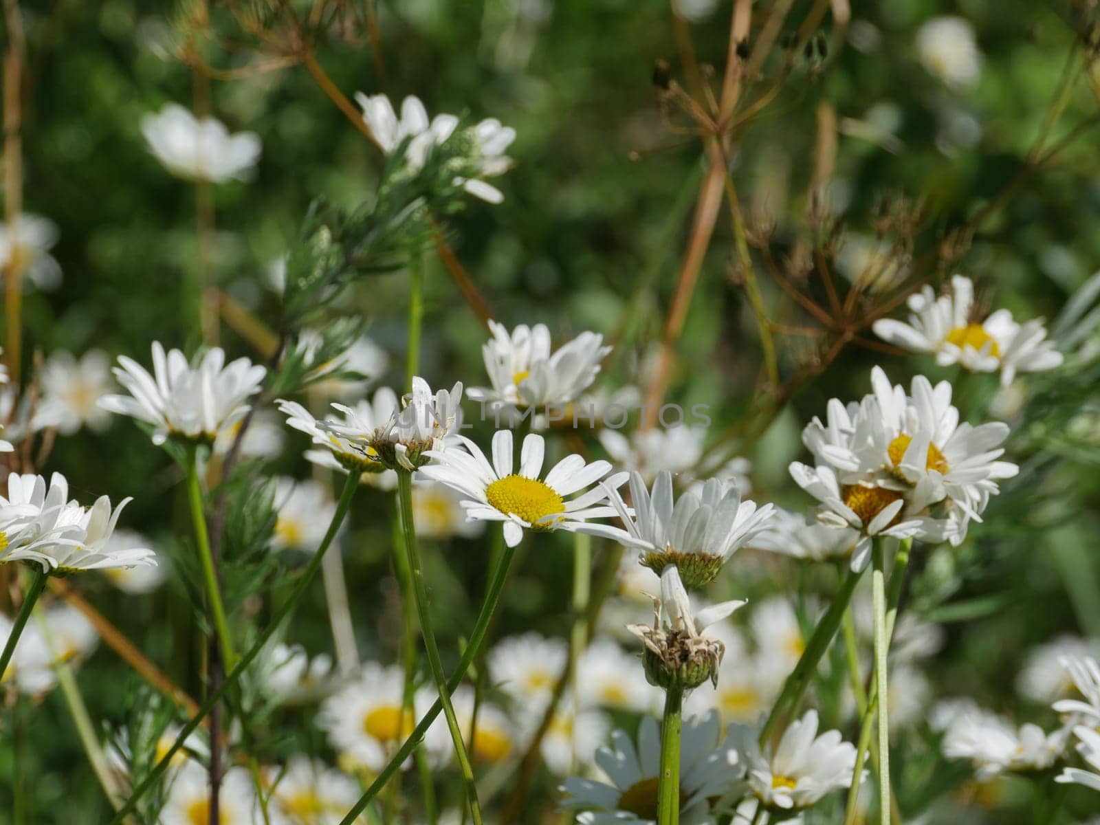 daisies many white wildflower close-up on a background of green meadows