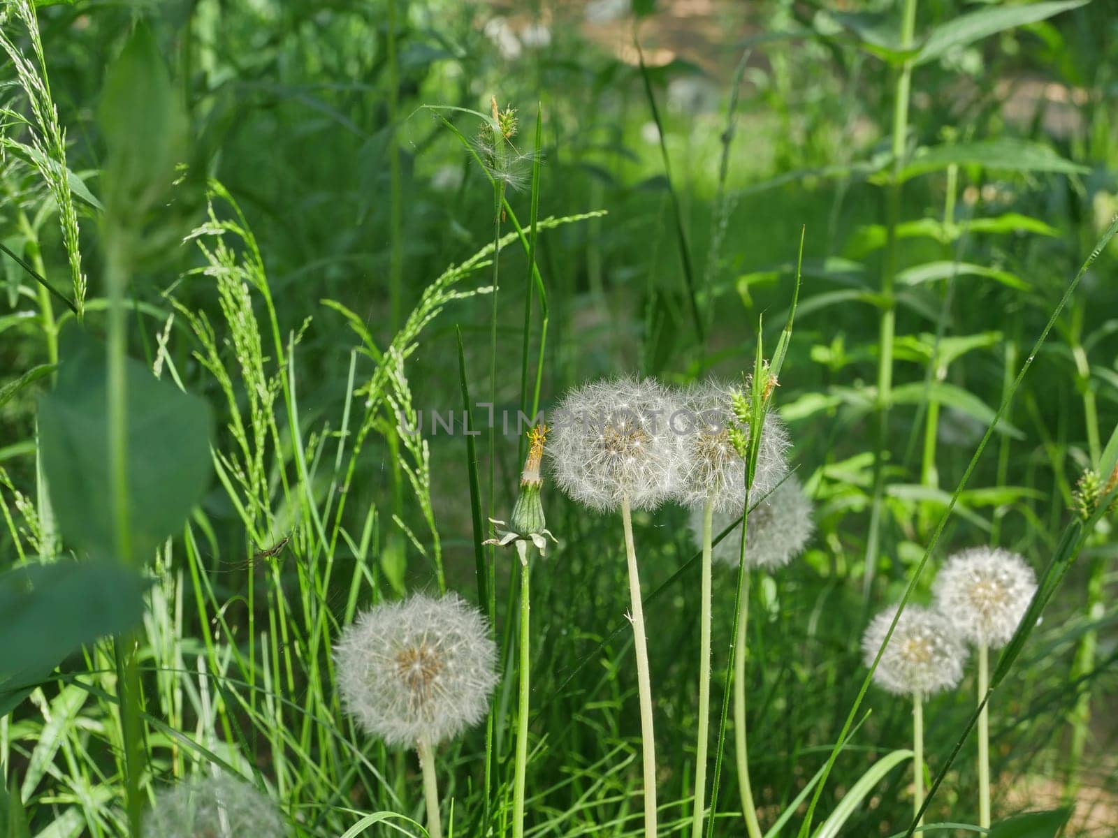 fluffy balls of blooming dandelions on a green meadow