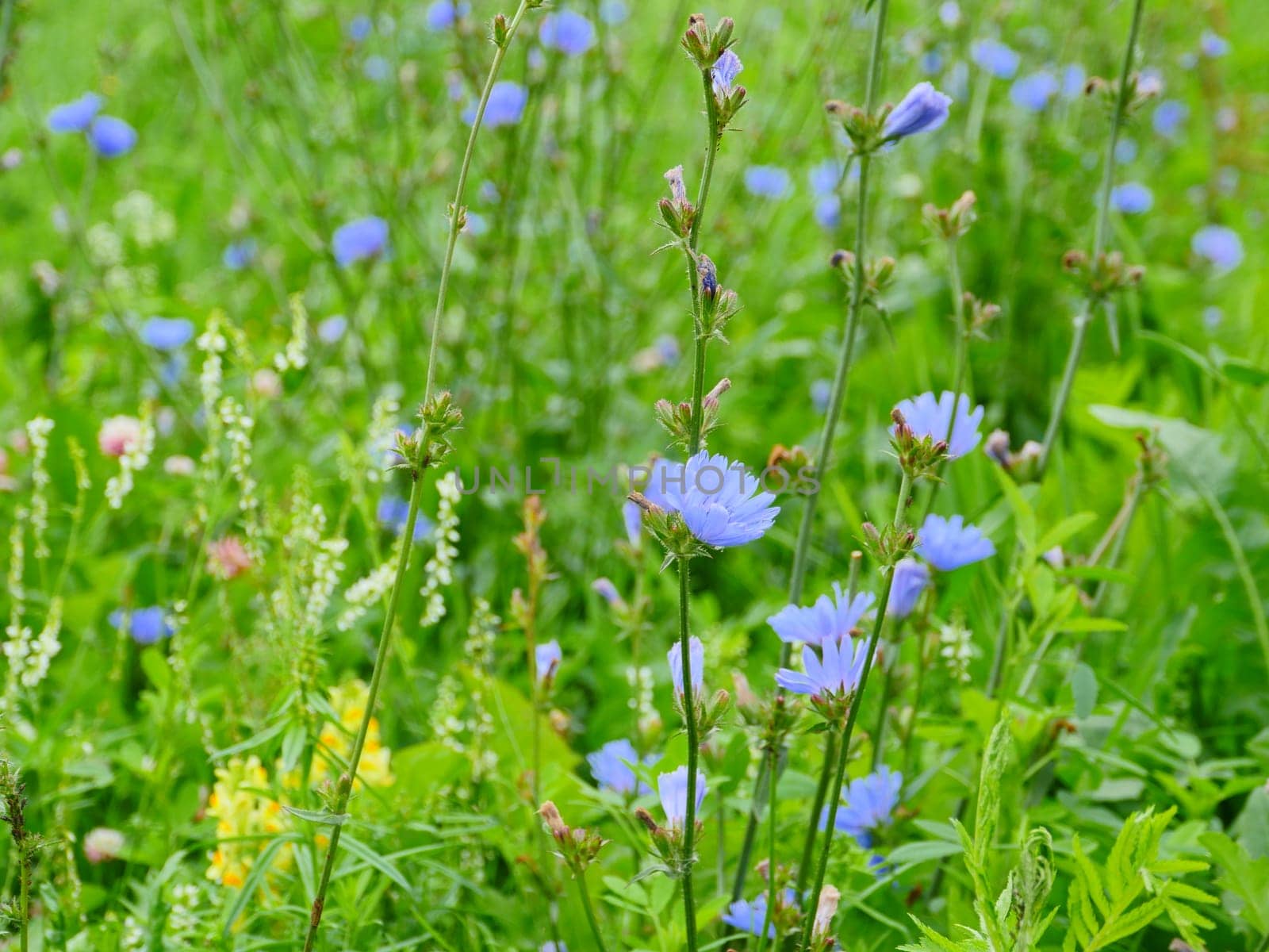 blue chicory wildflower blooming meadow background