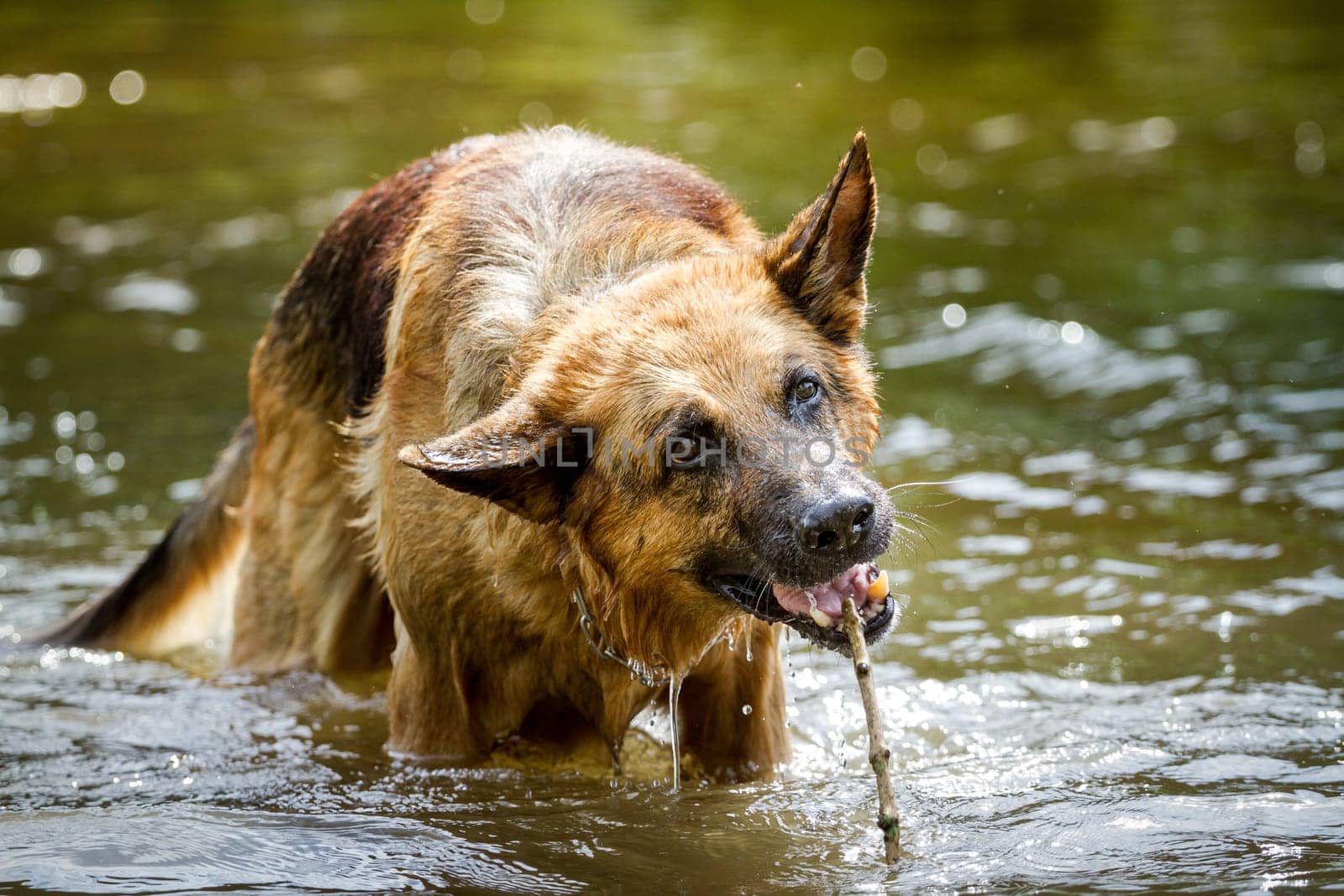 German Shepherd with a mini stick while playing in the water.