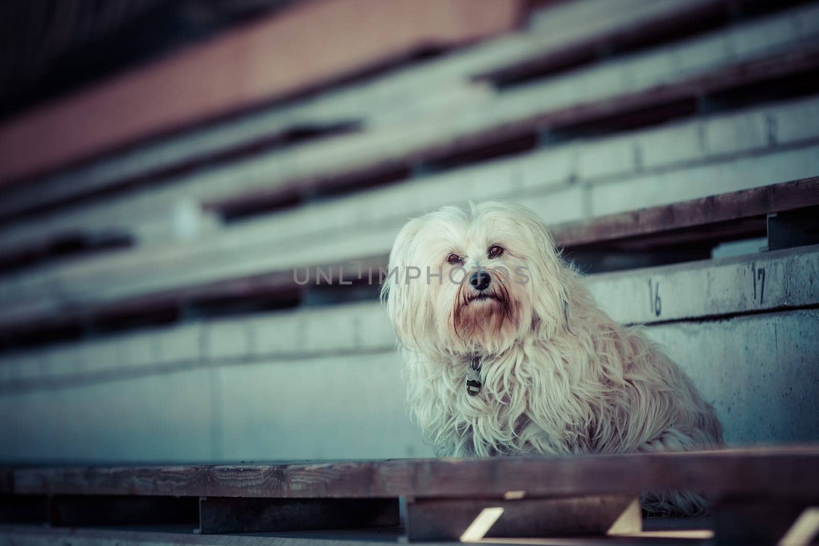 Little white dog sits alone in the grandstand of a stadium.