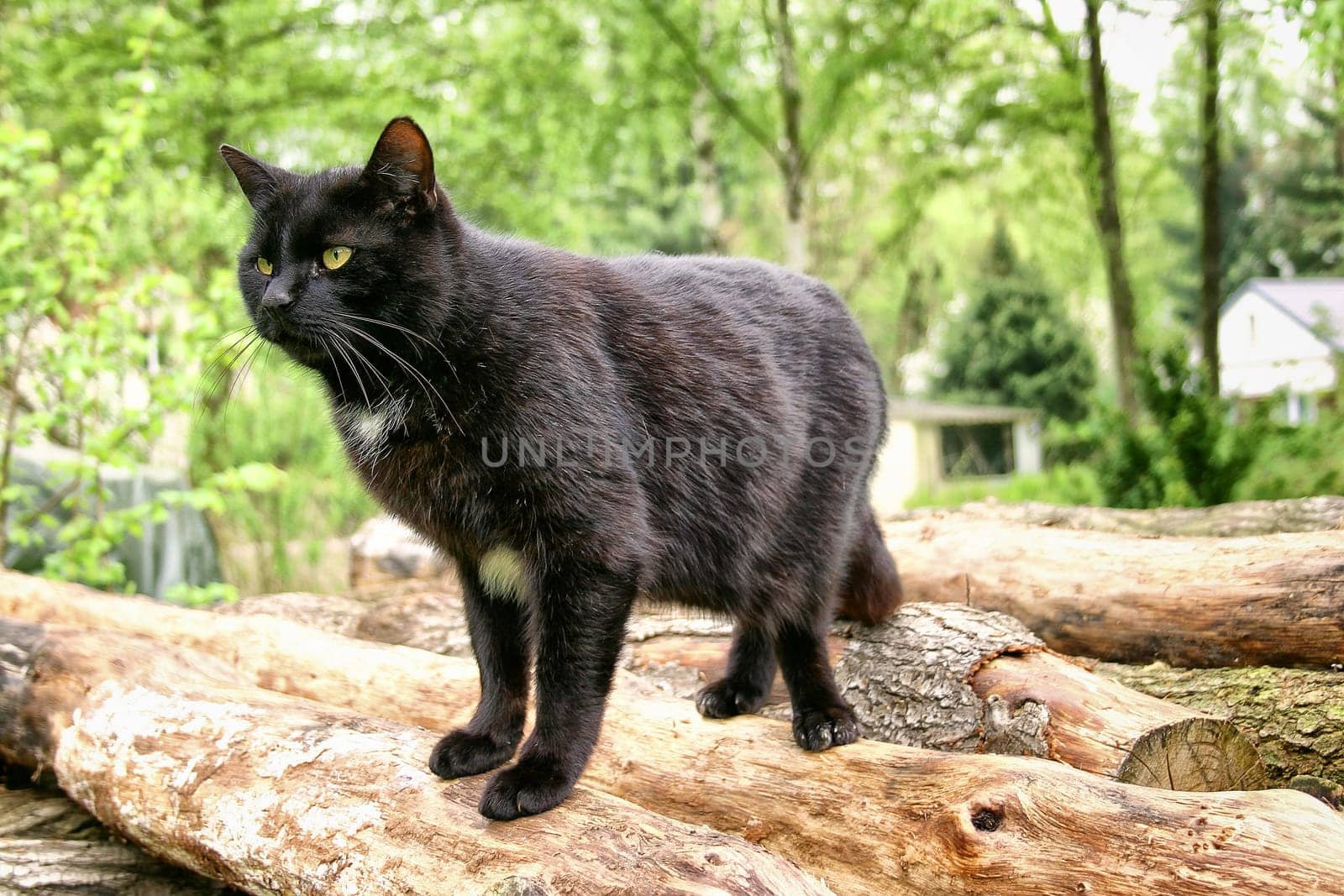 black hangover on wooden stack