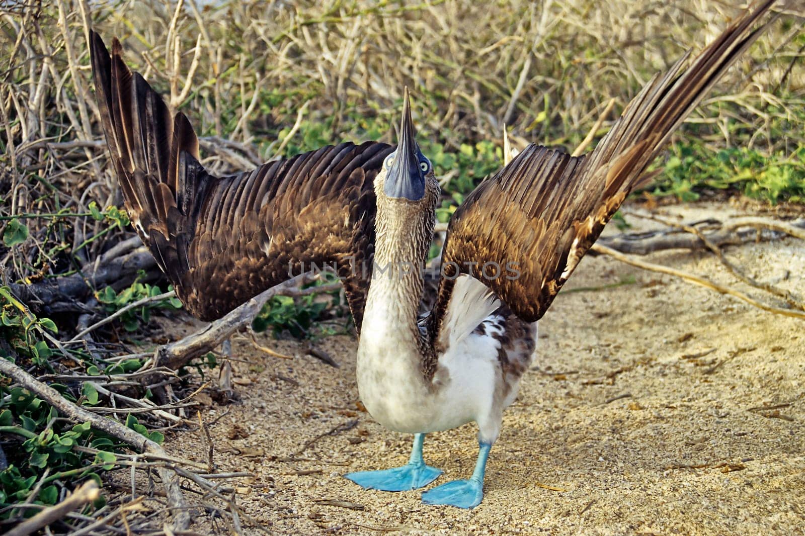 Blue-footed bollfish at the Balztanz,Galapagos,North Seymour Island