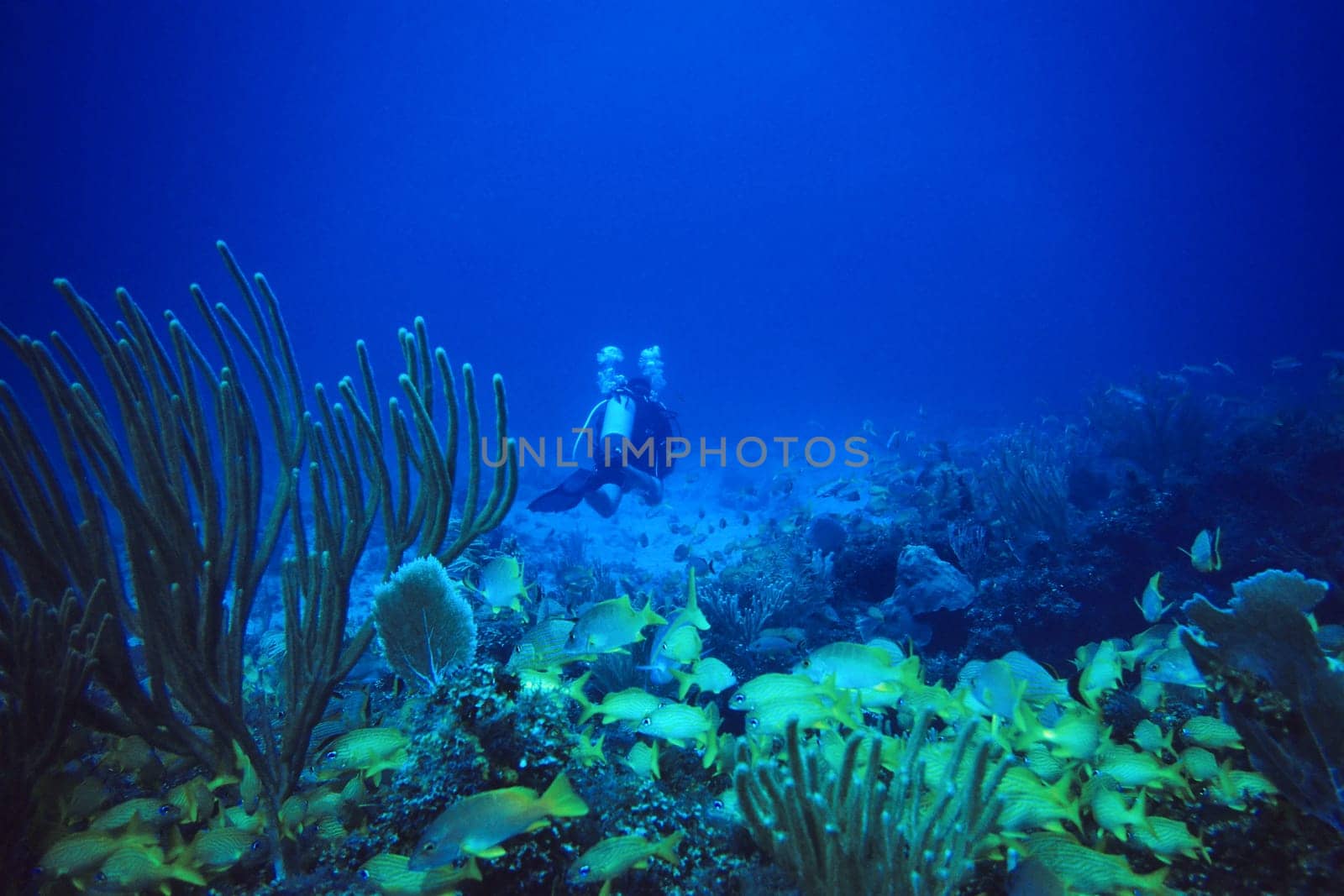 Divers in front of school of Blue Striped and French Grunzers,Cayo Largo/Cuba,diving site Aquario