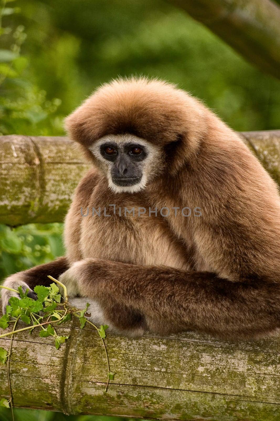 Gibbon monkey