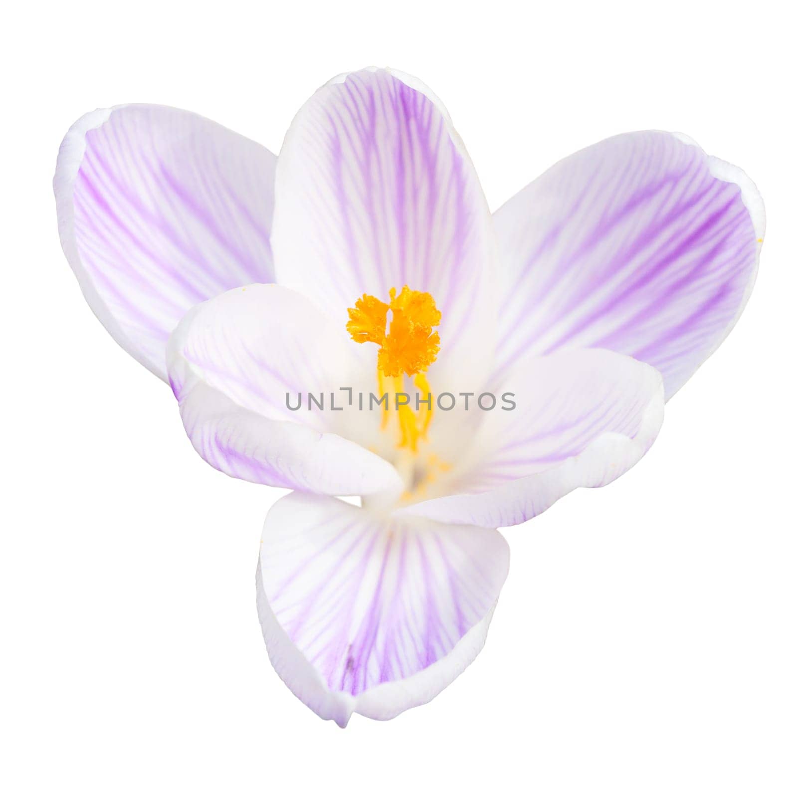 Single light lilac crocus spring flower isolated on white background top view